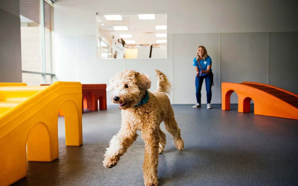 10 Benefits of a Dog Day Care