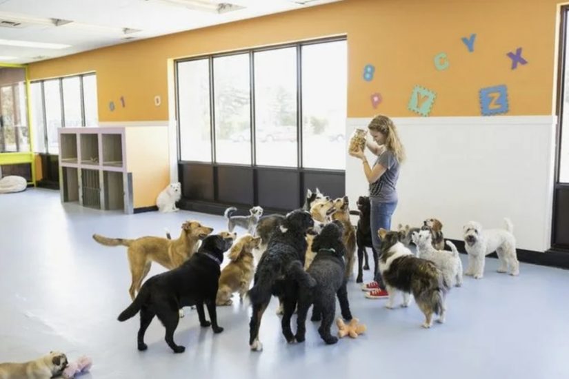 The Importance of Indoor Play Areas in Hot Climates: Daycare Solutions for Dogs in Dubai